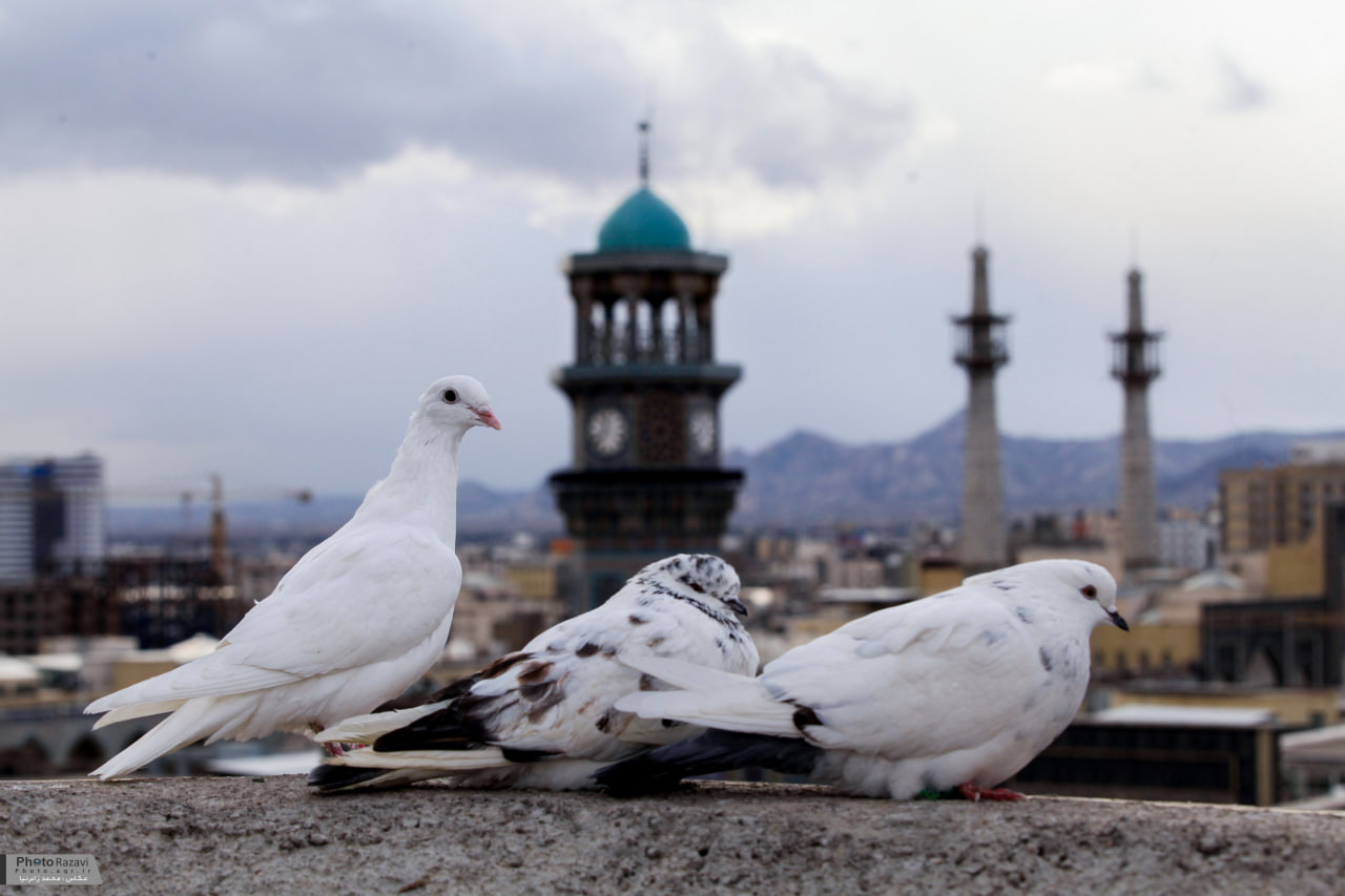 تصویر باکیفیت کبوتران حرم امام رضا علیه السلام